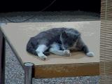 solarize photo of Smokey the cat