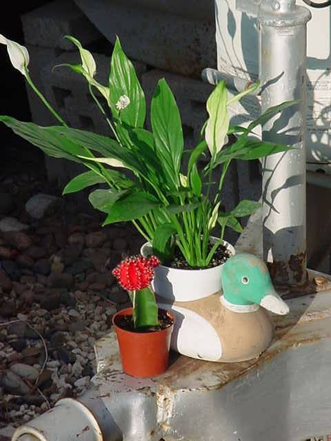 duck and a cactus...