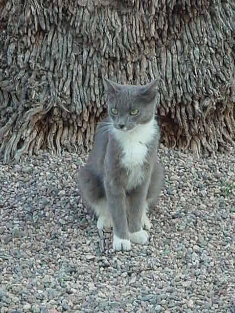 beautiful gray & white<br>cat named Smokey