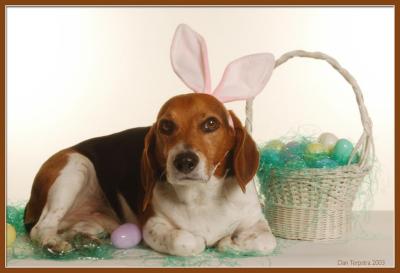 The Easter Beagle Gallery