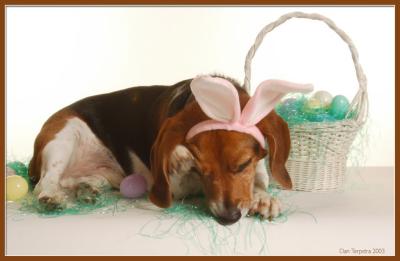 Easter BeagleConan J. Howland