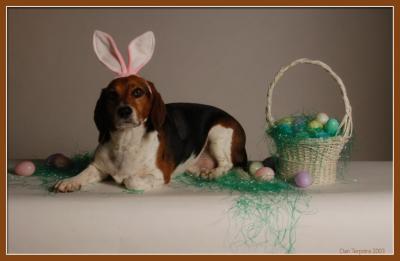 Easter BeagleConan J. Howland