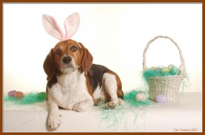 Easter BeagleConan J. Howland