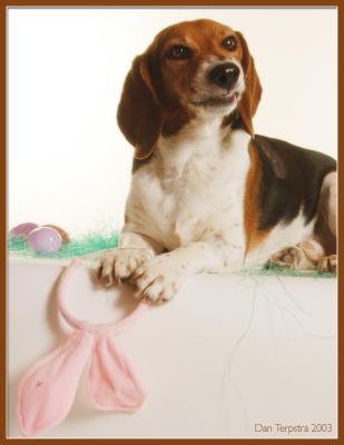 Easter BeagleConan J. Howland