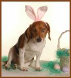 Easter Beagle<br>Conan J. Howland