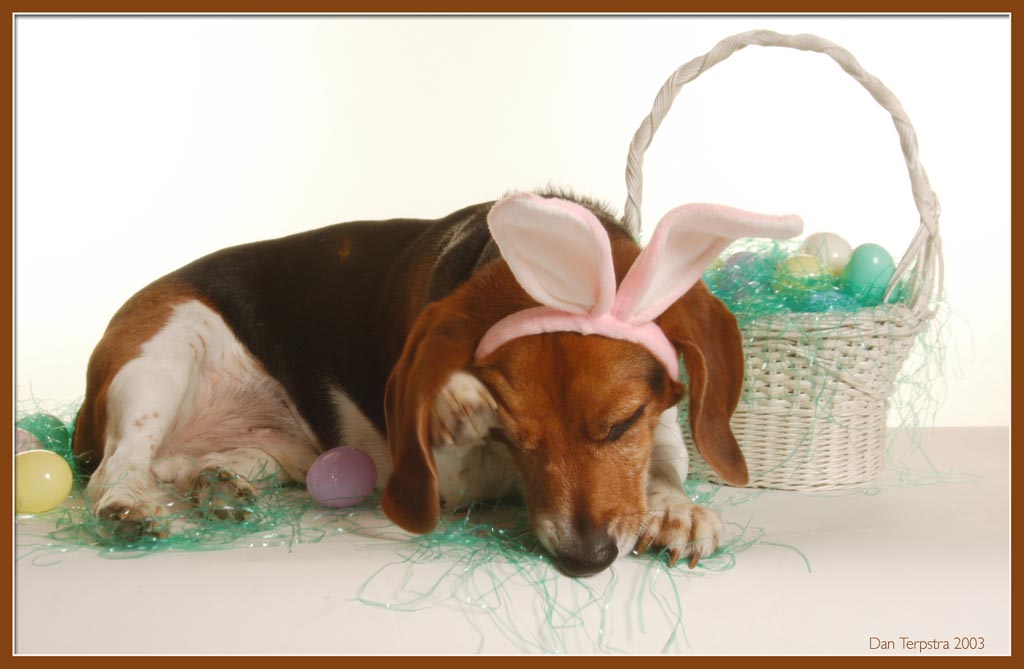 Easter Beagle<br>Conan J. Howland