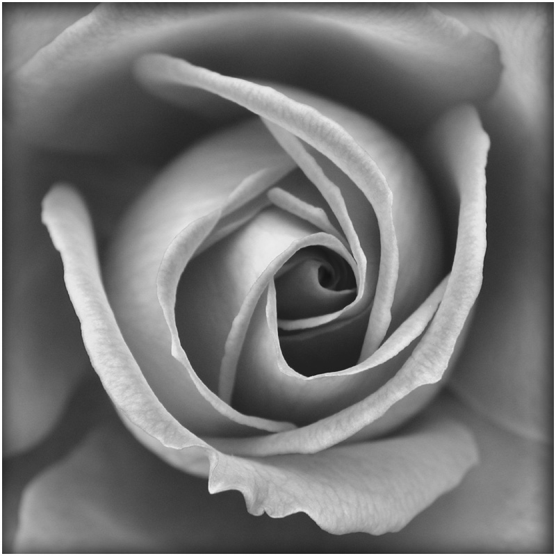 Deep Spiral Rose