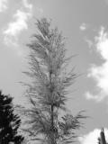 P5100070a_bw.jpg