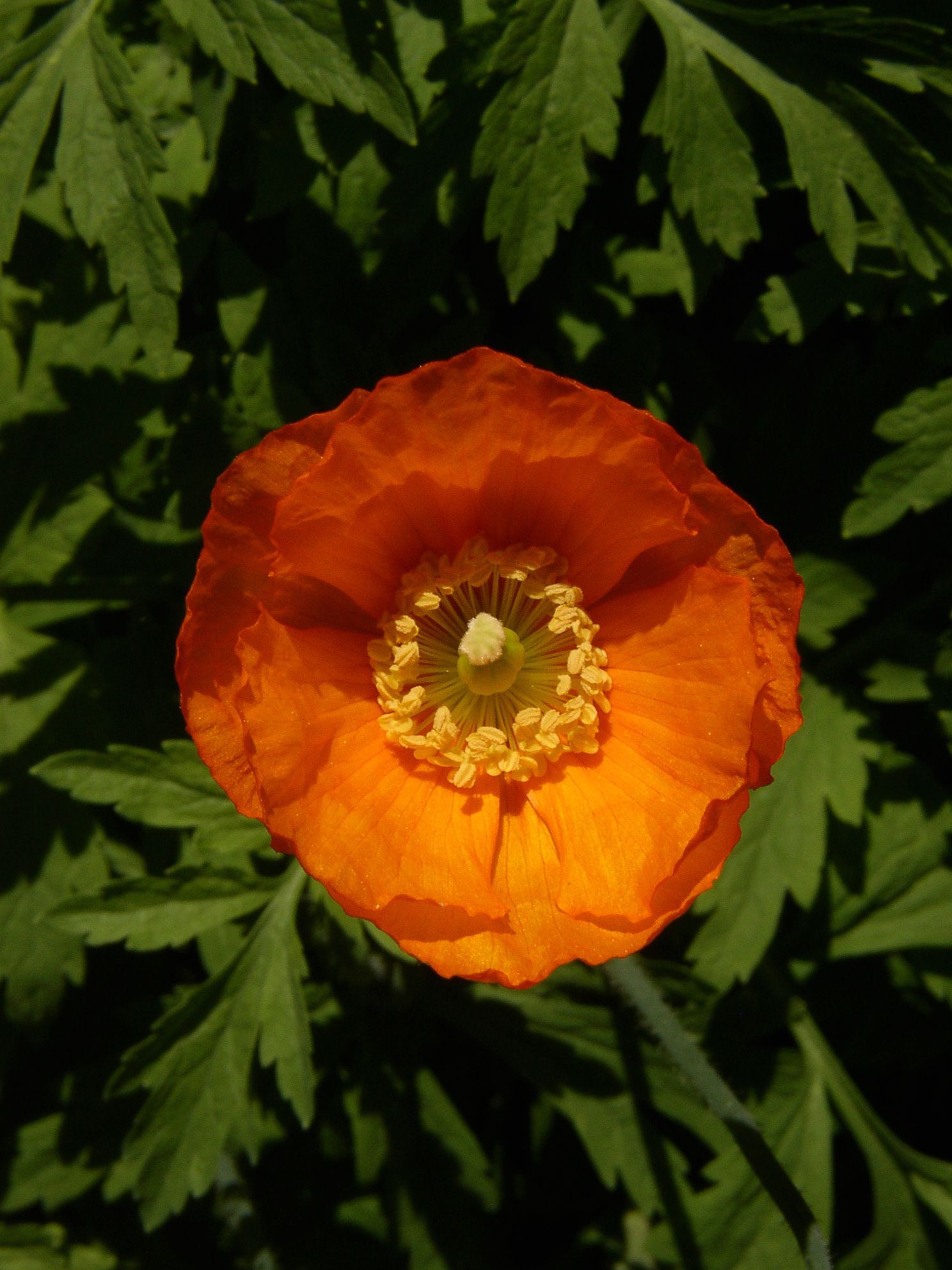 P5100039a.jpg