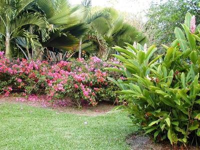 Flower Bushes