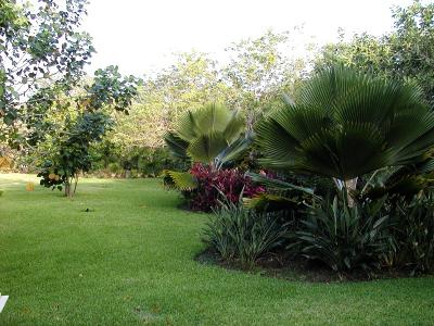 Grounds with Palms