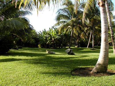 Lawn with Rocks