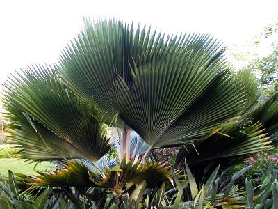 Palms