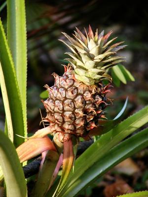 Pineapple
