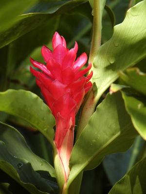 Red Flower