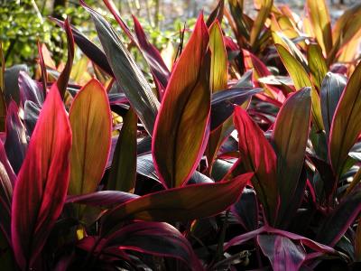 Red and Green Leaves
