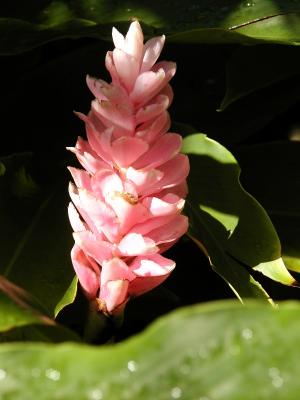 Flower in the shadows