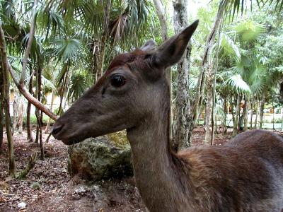 Deer