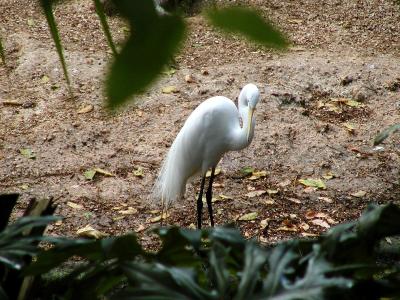 Egret