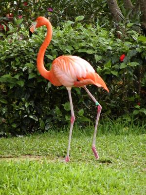 Flamingo Walking