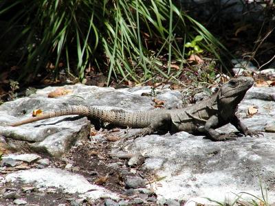 Iguana