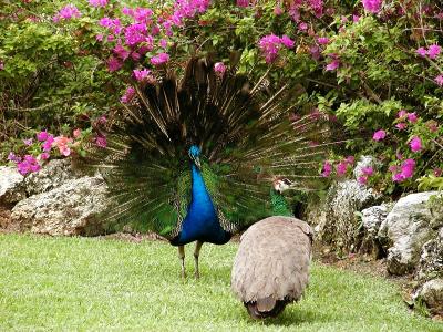 Peacock Strut Front