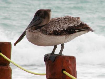 Pelican