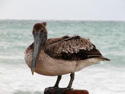 Pelican 2