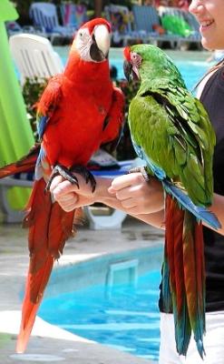 Red and Green Parrots