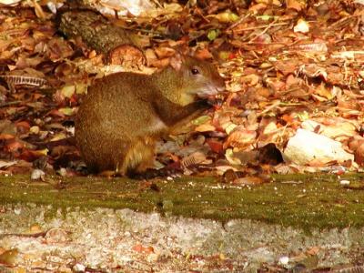 Agouti