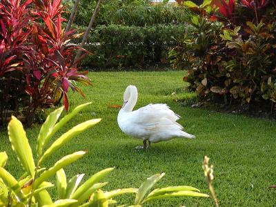 Swan 1