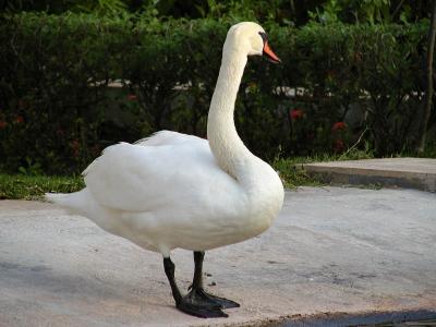 Swan 2