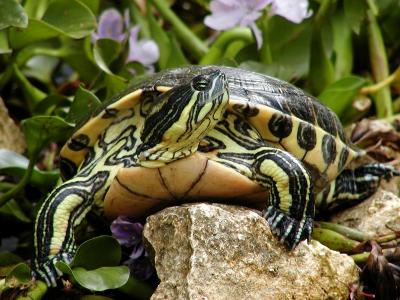 Turtle