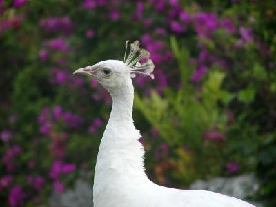 White Peacock