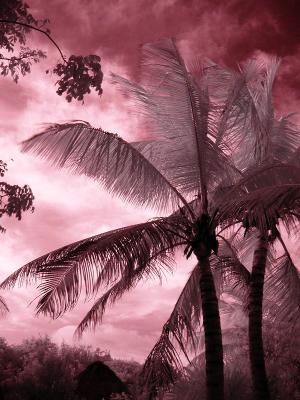 Dark Palms