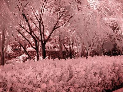 Hedge with Trees