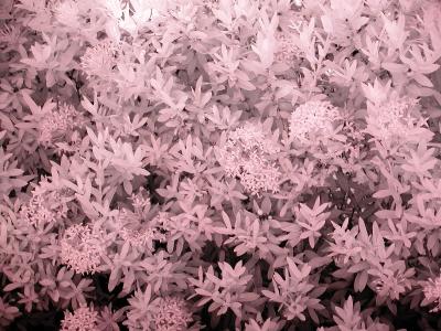 Hedge