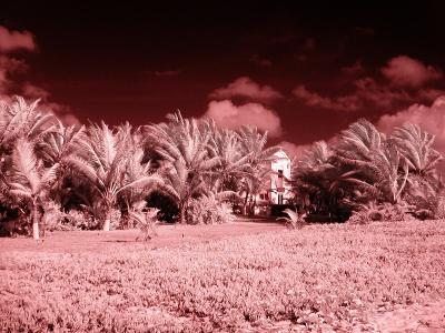 House with Palms
