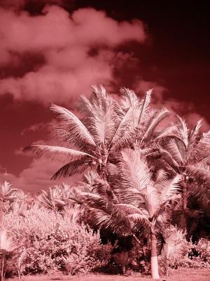 Palms with Dark Sky