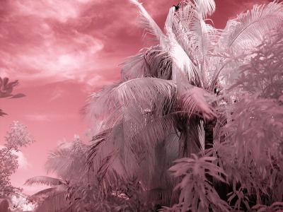 Palms with Whispy Clouds 1