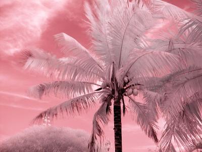Palms with Whispy Clouds 2