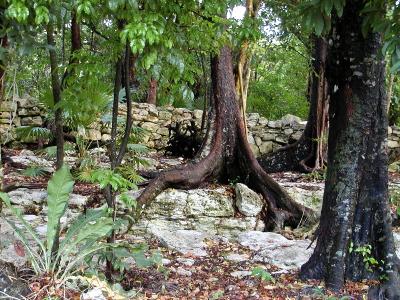 u27/pgammon/medium/15673908.TreeRoots.jpg