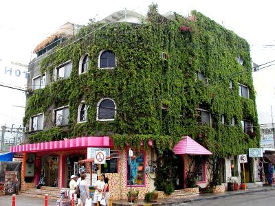 Vine House