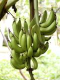 Bananas