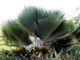 Palms