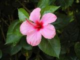 Pink Flower
