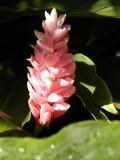 Flower in the shadows