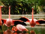Flamingoes Flapping