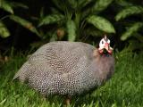 Guinea Hen