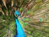 Peacock Close Up
